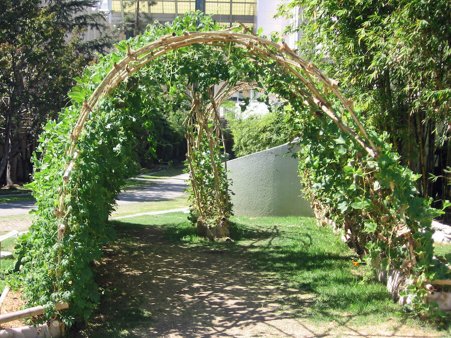 What Is The Difference Between Trellis And Pergola